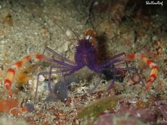 Stenopus tenuirostris