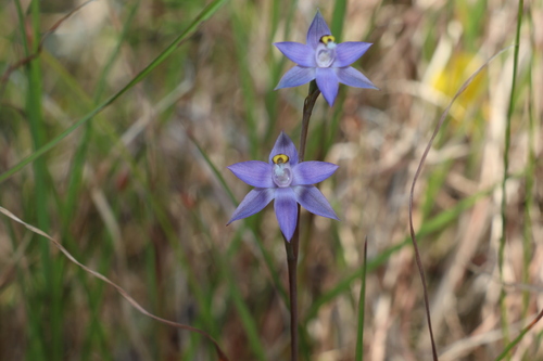 Image of Thelymitra peniculata by (c) Greg Tasney, some rights reserved (CC BY-SA)