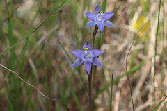 Thelymitra peniculata
