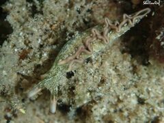 Thuridilla carlsoni