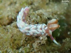 Babakina indopacifica