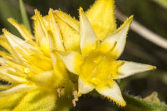 Conostylis aculeata cygnorum