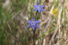Thelymitra peniculata