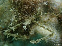 Lambrachaeus ramifer