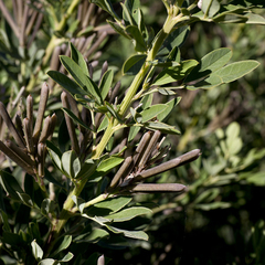 Indigofera cytisoides