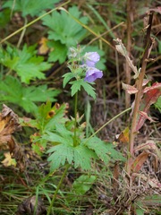 Geranium erianthum