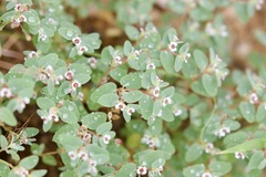 Euphorbia melanadenia