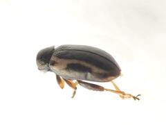 Phyllotreta zimmermanni