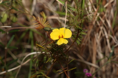 Gompholobium pinnatum