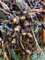 Eucalyptus cornuta
