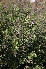 Indigofera cytisoides