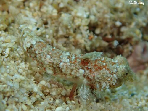 Synchiropus corallinus observed 2022-08-21
