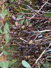 Eucalyptus cornuta