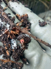 Platydracus cinnamopterus
