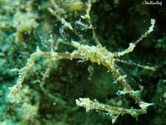 Lambrachaeus ramifer