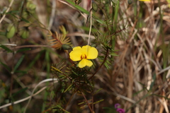 Gompholobium pinnatum