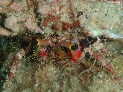 Dardanus sanguinocarpus