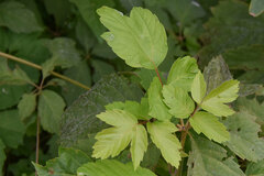 Physocarpus opulifolius