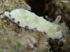 Goniobranchus albopustulosus