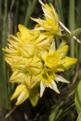 Conostylis aculeata cygnorum