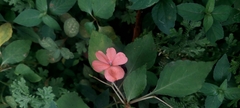Impatiens walleriana