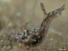 Stylocheilus striatus