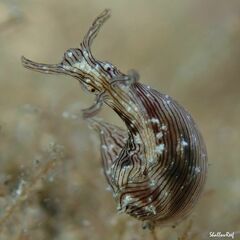 Stylocheilus striatus