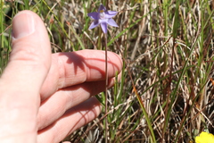 Thelymitra peniculata