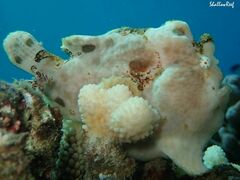 Antennarius commerson