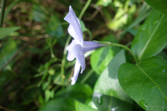 Vinca difformis