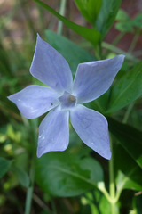 Vinca difformis