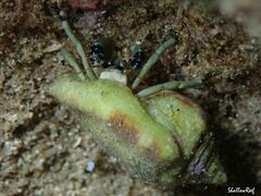 Calcinus guamensis