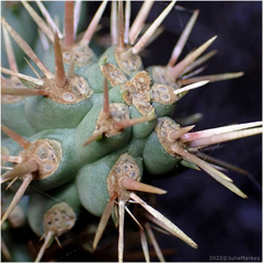 Cylindropuntia prolifera