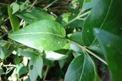 Vinca difformis
