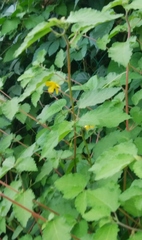 Corchoropsis crenata