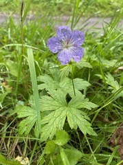 Geranium erianthum