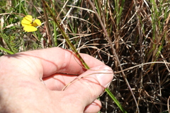 Thelymitra peniculata