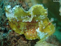 Taenianotus triacanthus