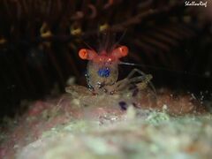 Exoclimenella maldivensis