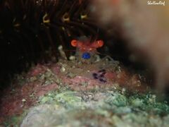 Exoclimenella maldivensis