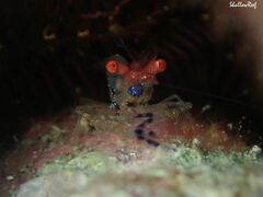 Exoclimenella maldivensis