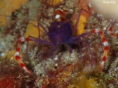 Stenopus tenuirostris