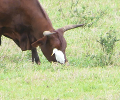 Bubulcus ibis coromandus