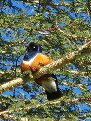 Lamprotornis superbus