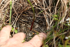 Thelymitra peniculata