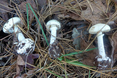 Amanita lavendula