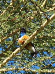 Lamprotornis superbus