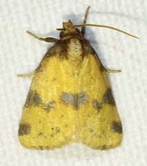 Azenia obtusa