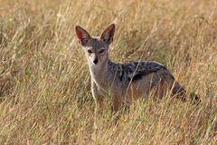 Lupulella mesomelas schmidti