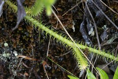 Lycopodiaceae